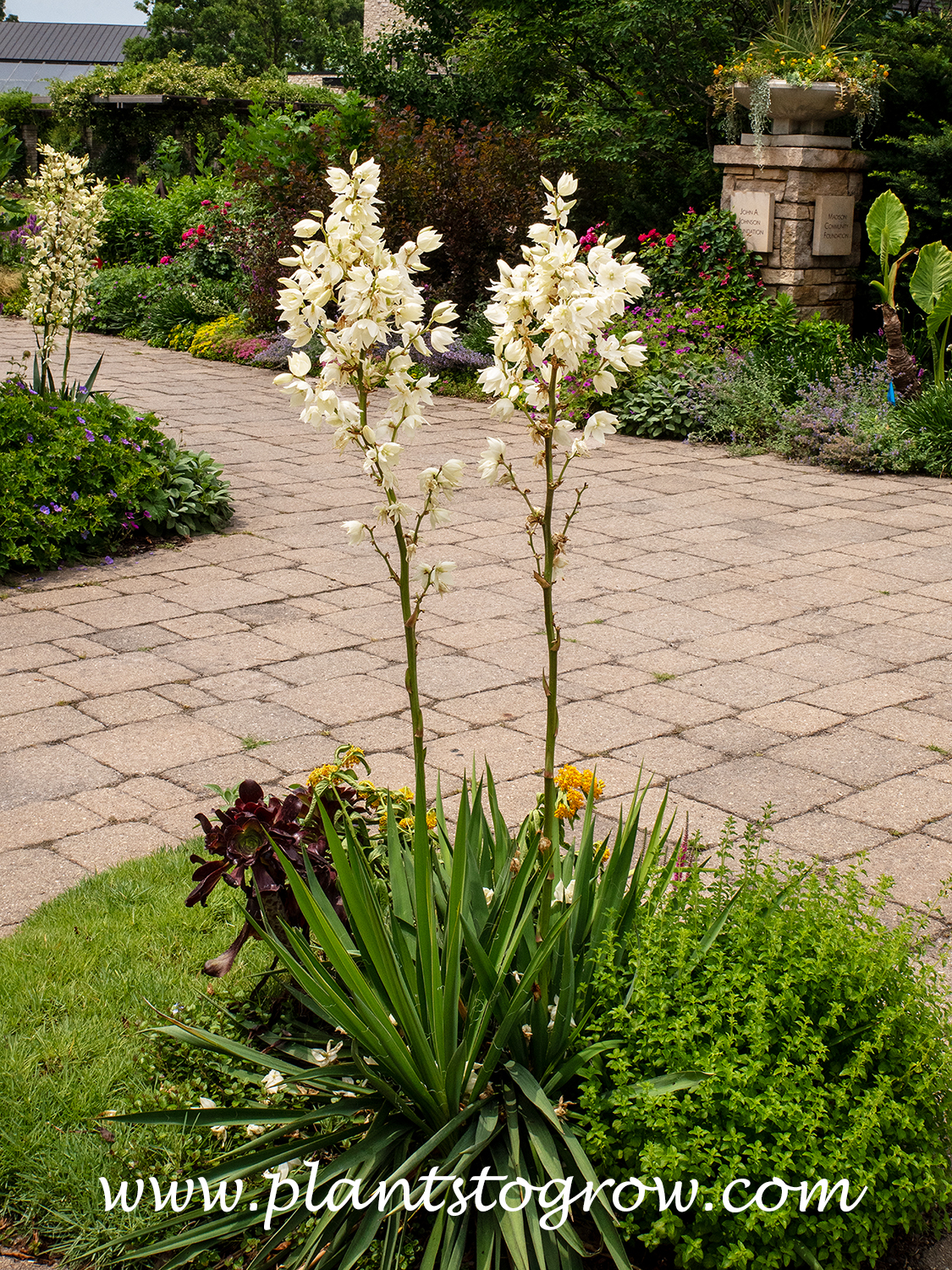 Ivory Tower Yucca (Yucca filamentosa)